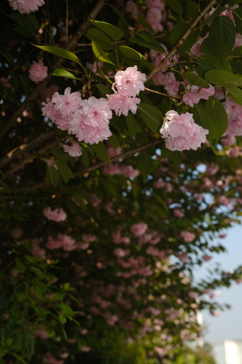 學(xué)校的櫻花開了，你，不來看看嗎？